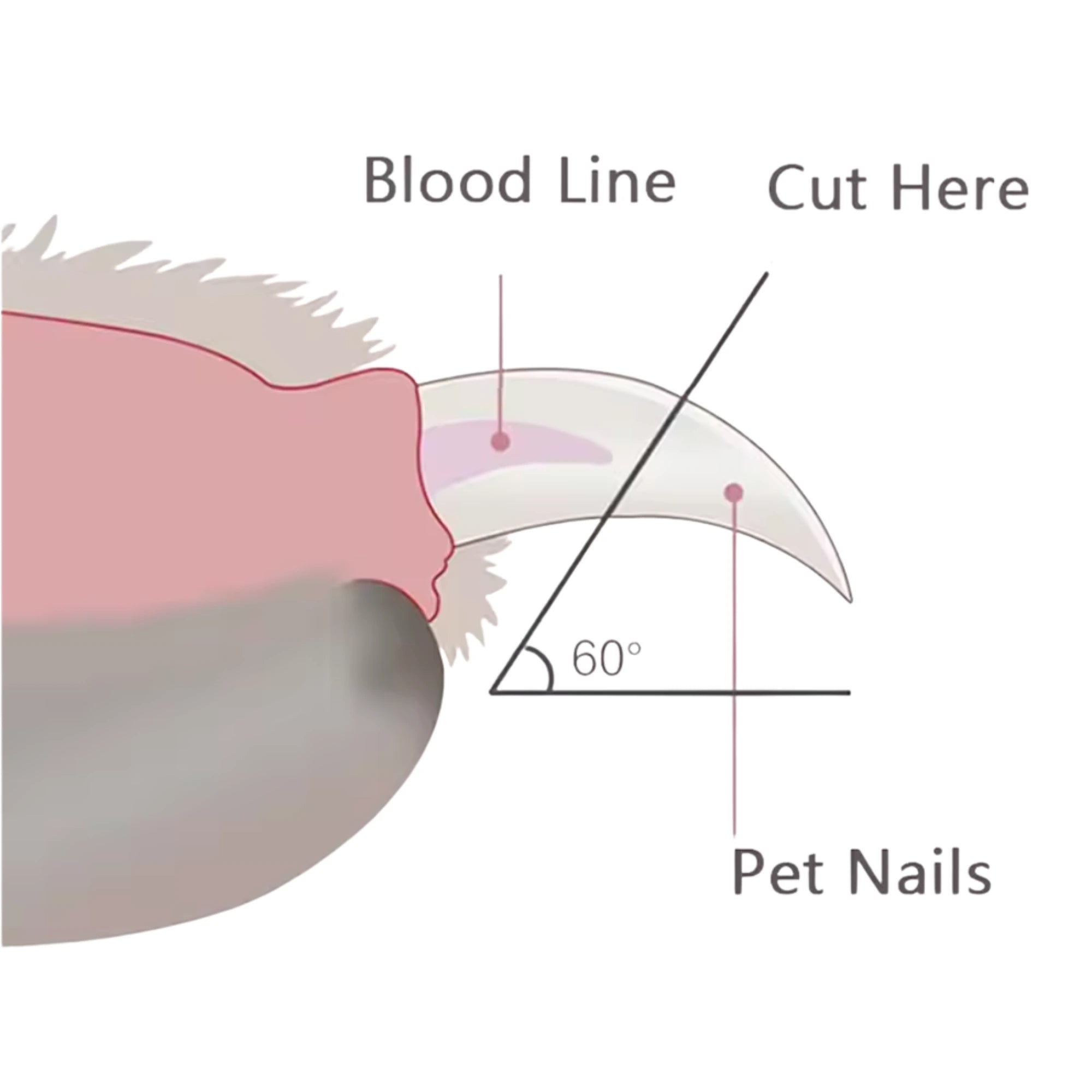 NailGlow™ – LED Nail Clipper for Ferrets – Safe, Precise & Stress-Free Grooming
